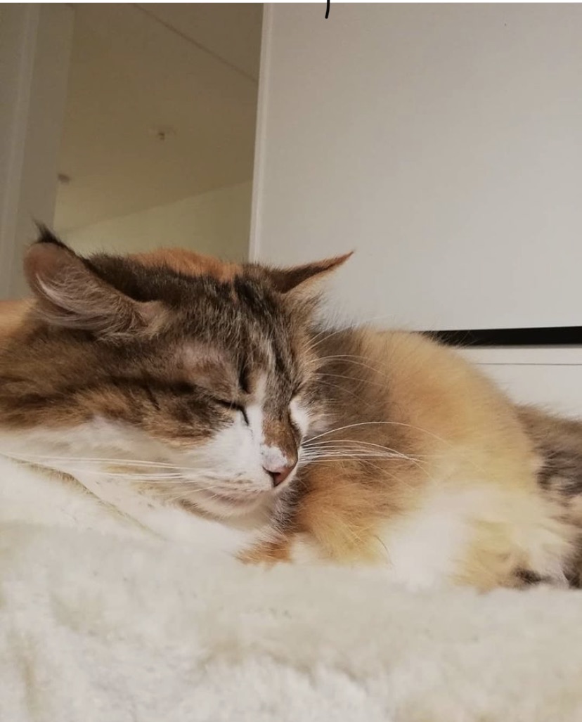 sibirisk katt Himalia